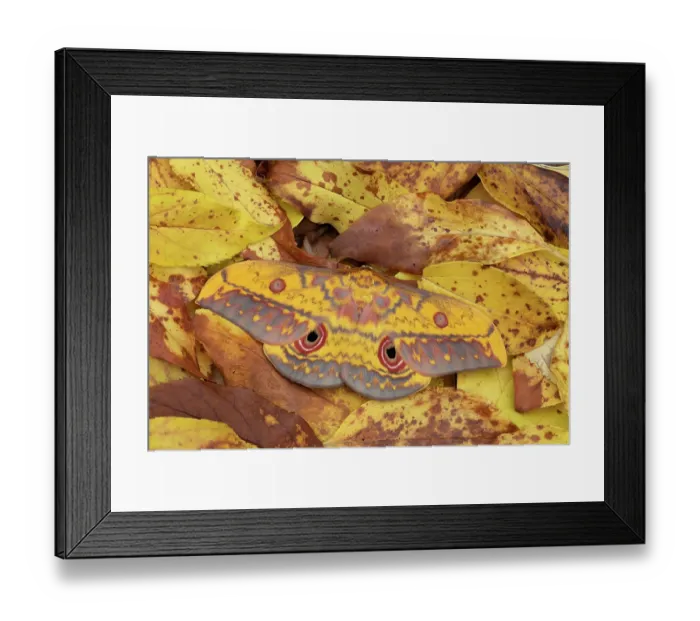 Framed Print : Saturniid moth (Aurivillius triramis), Laraganga Mole National Park, Ghana, Africa Framed Print : Saturniid moth (Aurivillius triramis), Laraganga Mole National Park, Ghana, Africa