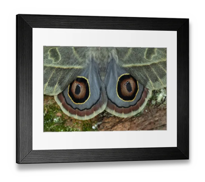 Framed Print : Saturniid moth (Leucanella hosmera), Chiriqui Province, Panama, South America Framed Print : Saturniid moth (Leucanella hosmera), Chiriqui Province, Panama, South America