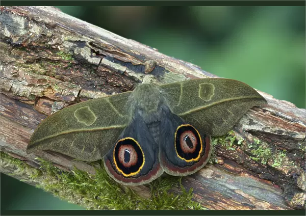 Saturniid moth (Leucanella hosmera), Chiriqui Province, Panama, South America