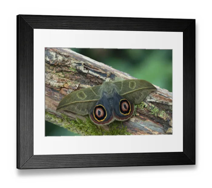 Framed Print : Saturniid moth (Leucanella hosmera), Chiriqui Province, Panama, South America Framed Print : Saturniid moth (Leucanella hosmera), Chiriqui Province, Panama, South America