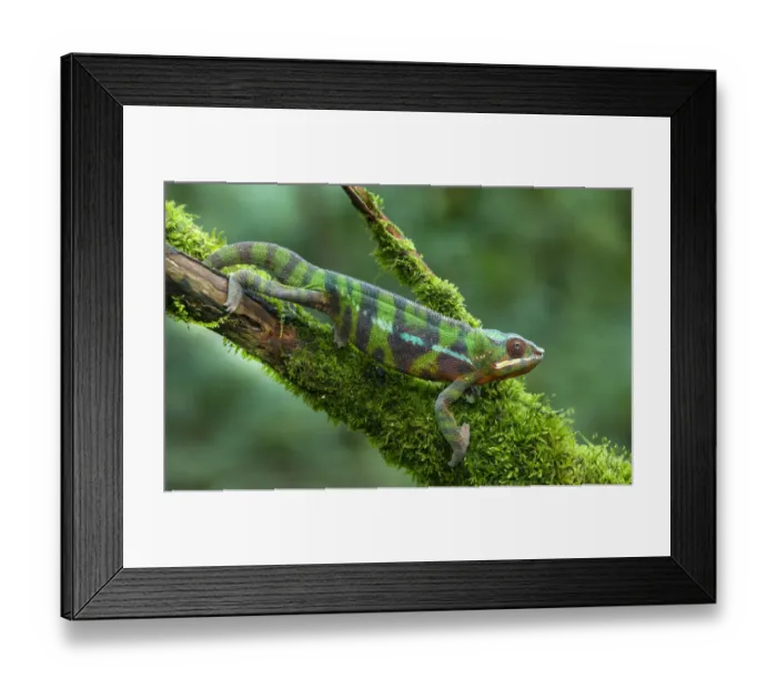 Framed Print : Sambava Panther Chameleon (Furcifer pardalis), Eastern Madagascer, controlled conditions Framed Print : Sambava Panther Chameleon (Furcifer pardalis), Eastern Madagascer, controlled conditions