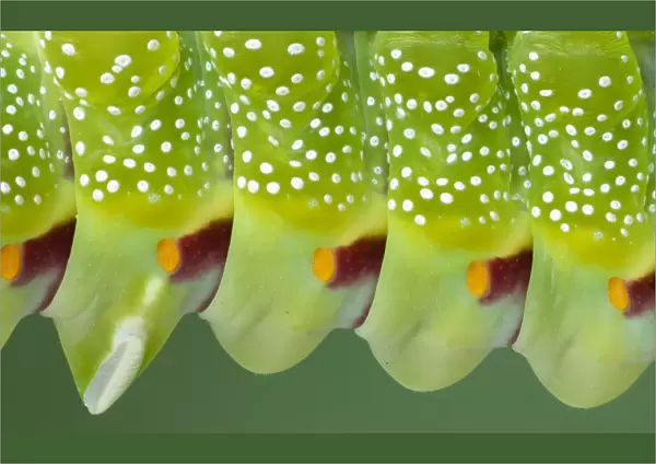 Saturniid moth larva (Aurivillius triramis) close up of body segments
