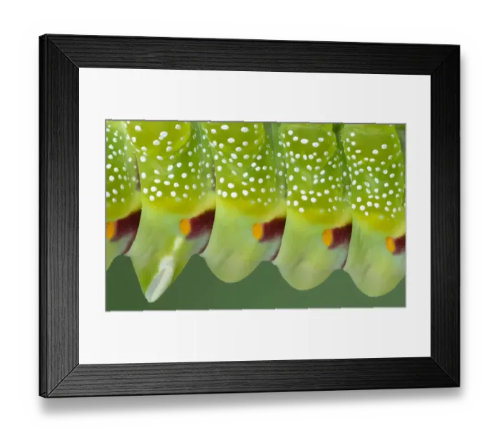 Framed Print : Saturniid moth larva (Aurivillius triramis) close up of body segments Framed Print : Saturniid moth larva (Aurivillius triramis) close up of body segments