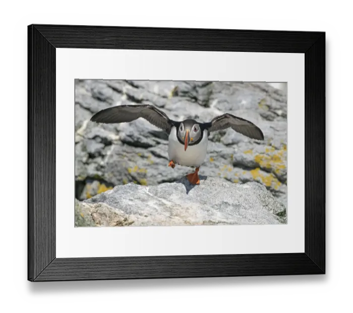 Framed Print : Atlantic puffin (Fratercula arctica) taking off, Machias Seal Island, Maine, USA, June Framed Print : Atlantic puffin (Fratercula arctica) taking off, Machias Seal Island, Maine, USA, June
