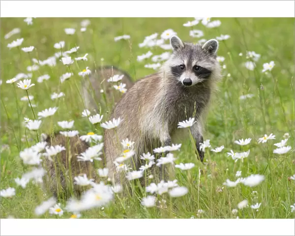 Raccoon (Procyon lotor) female with cub among flowers, Acadia National Park, Maine, USA