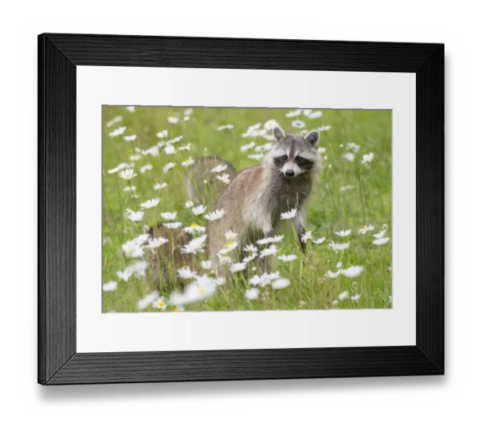 Framed Print : Raccoon (Procyon lotor) female with cub among flowers, Acadia National Park, Maine, USA Framed Print : Raccoon (Procyon lotor) female with cub among flowers, Acadia National Park, Maine, USA