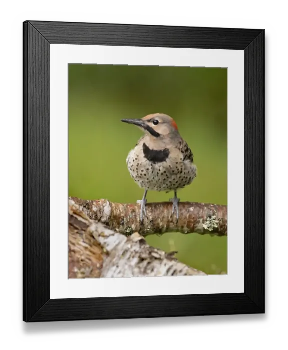 Framed Print : Northern flicker (Colaptes auratus) perched, Acadia National Park, Maine, USA. July Framed Print : Northern flicker (Colaptes auratus) perched, Acadia National Park, Maine, USA. July