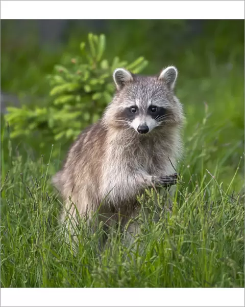 Raccoon (Procyon lotor) Acadia National Park, Maine, USA