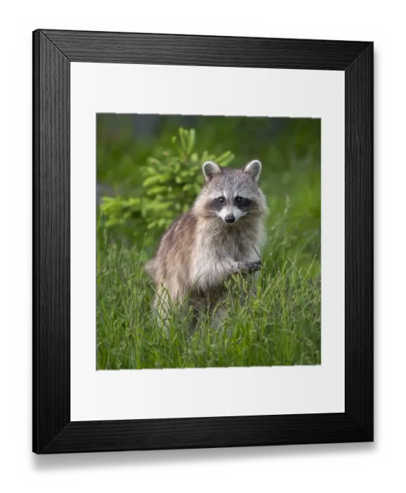 Framed Print : Raccoon (Procyon lotor) Acadia National Park, Maine, USA Framed Print : Raccoon (Procyon lotor) Acadia National Park, Maine, USA