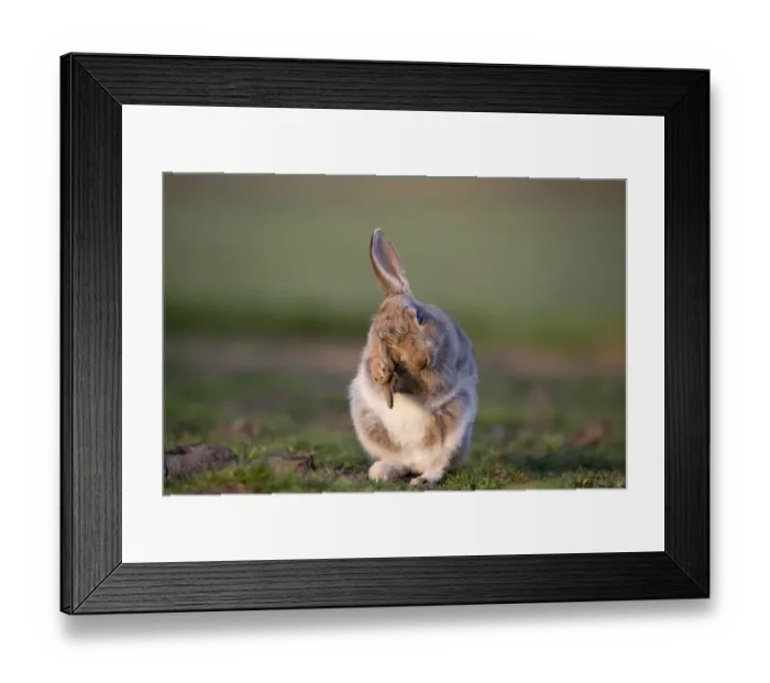 Framed Print : Rabbit (Oryctolagus cunniculus) juvenile grooming ears, Wiltshire, UK, May Framed Print : Rabbit (Oryctolagus cunniculus) juvenile grooming ears, Wiltshire, UK, May
