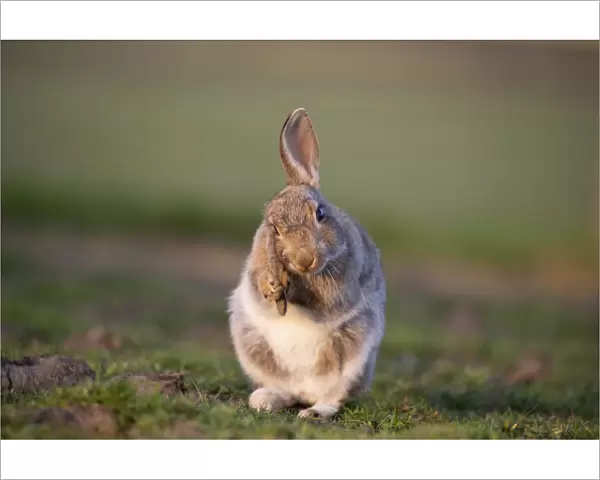 Rabbit (Oryctolagus cunniculus) juvenile grooming ears, Wiltshire, UK, May
