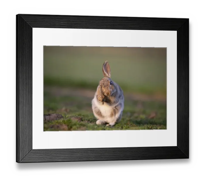 Framed Print : Rabbit (Oryctolagus cunniculus) juvenile grooming ears, Wiltshire, UK, May Framed Print : Rabbit (Oryctolagus cunniculus) juvenile grooming ears, Wiltshire, UK, May