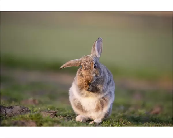 Rabbit (Oryctolagus cunniculus) juvenile grooming ears, Wiltshire, UK, May
