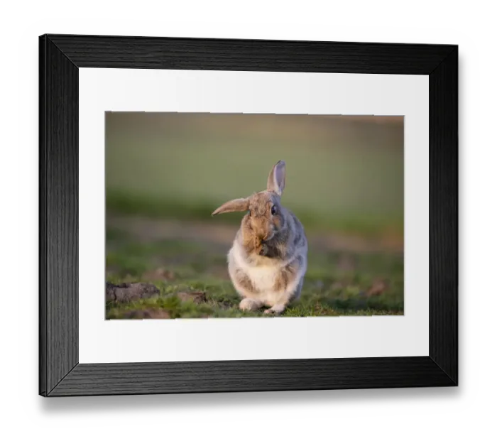 Framed Print : Rabbit (Oryctolagus cunniculus) juvenile grooming ears, Wiltshire, UK, May Framed Print : Rabbit (Oryctolagus cunniculus) juvenile grooming ears, Wiltshire, UK, May