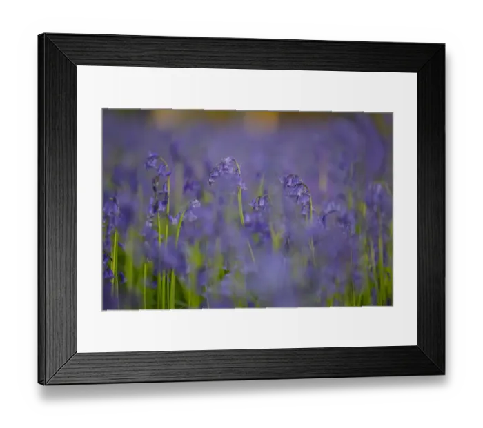 Framed Print : Bluebells (Hyacinthoides non-scripta) in woodland copse, Wiltshire, UK, April Framed Print : Bluebells (Hyacinthoides non-scripta) in woodland copse, Wiltshire, UK, April