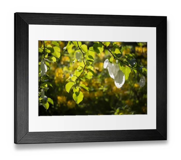 Framed Print : Handerkerchief tree (Davidia involucrata var. vilmoriniana) white flower bracts Framed Print : Handerkerchief tree (Davidia involucrata var. vilmoriniana) white flower bracts