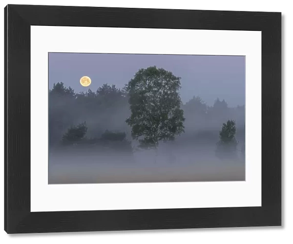Early morning misty landscape with full moon, Klein Schietveld, Brasschaat, Belgium. May