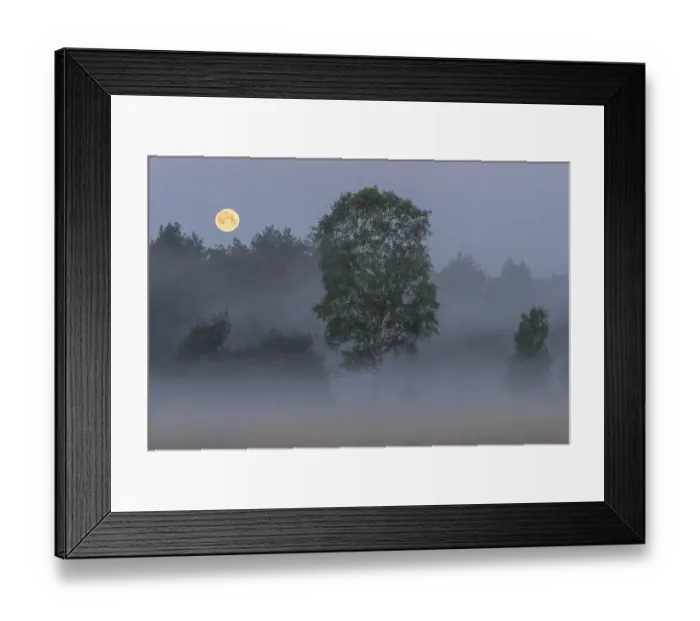 Framed Print : Early morning misty landscape with full moon, Klein Schietveld, Brasschaat, Belgium. May Framed Print : Early morning misty landscape with full moon, Klein Schietveld, Brasschaat, Belgium. May