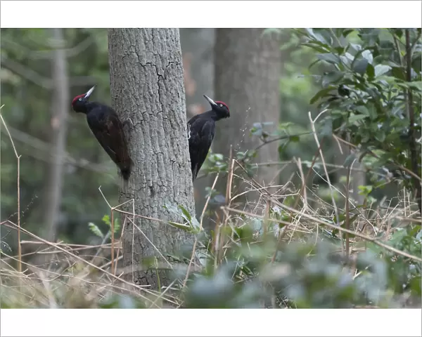 Two Black woodpeckers (Dryocopus martius) males on tree trunk in territorial dispute