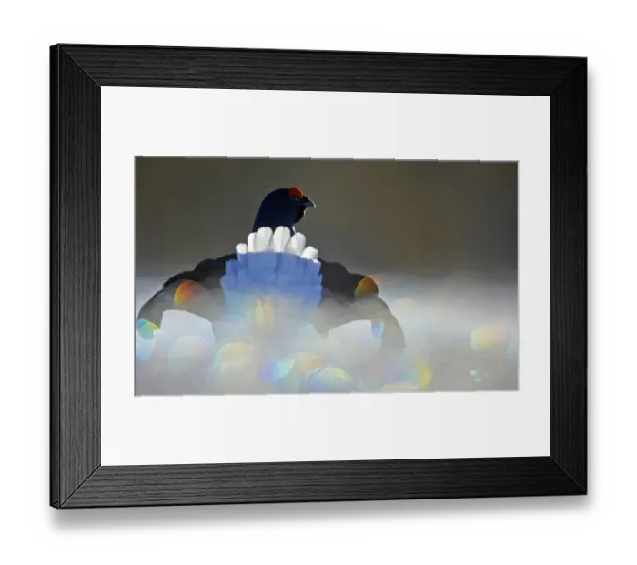 Framed Print : Black Grouse (Lyrurus tetrix) male displaying with bokeh effect in the foreground Framed Print : Black Grouse (Lyrurus tetrix) male displaying with bokeh effect in the foreground