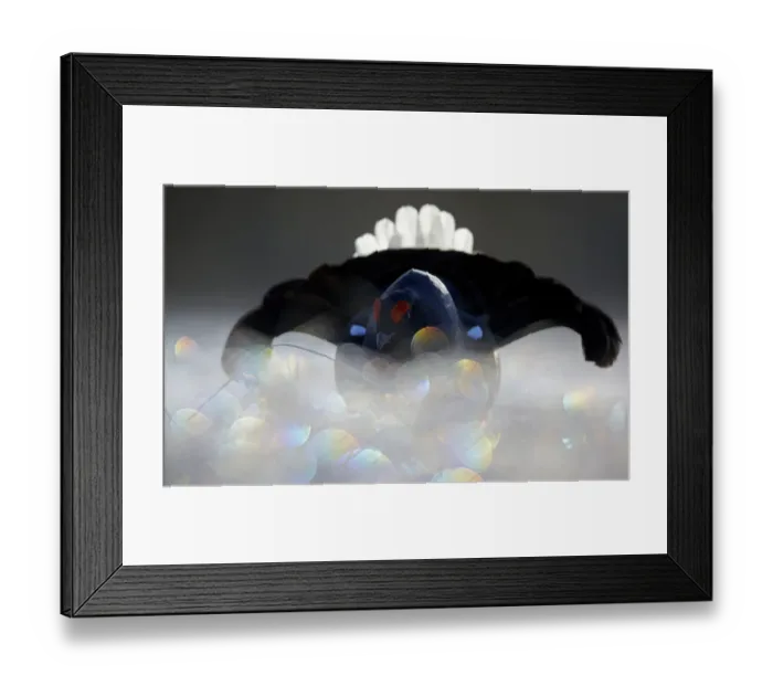 Framed Print : Black Grouse (Lyrurus tetrix) male displaying with bokeh effect in the foreground Framed Print : Black Grouse (Lyrurus tetrix) male displaying with bokeh effect in the foreground