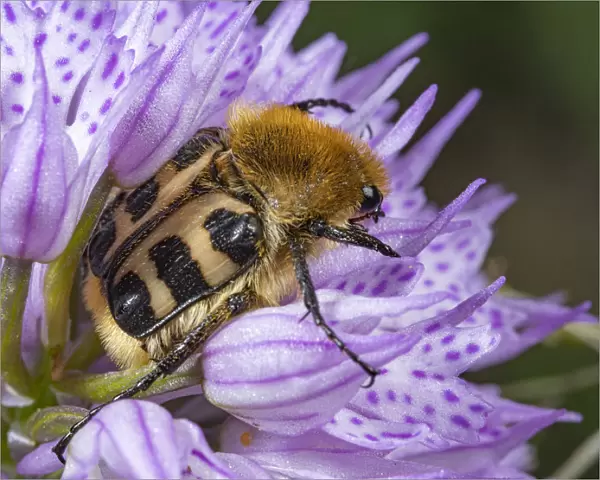 Bee beetle (Trichius fasciatus) usually found on flowers