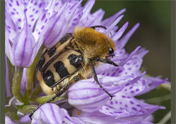 Bee beetle (Trichius fasciatus) usually found on flowers