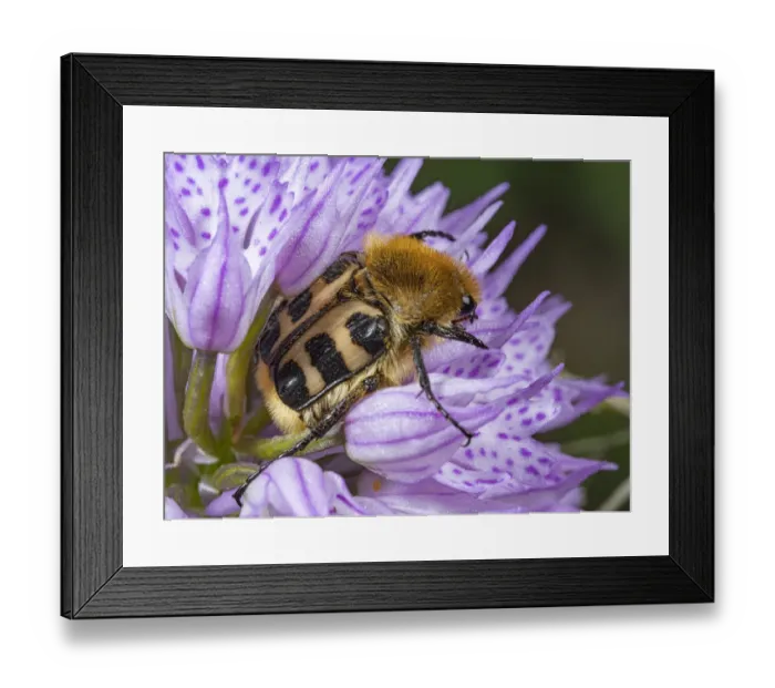 Framed Print : Bee beetle (Trichius fasciatus) usually found on flowers Framed Print : Bee beetle (Trichius fasciatus) usually found on flowers