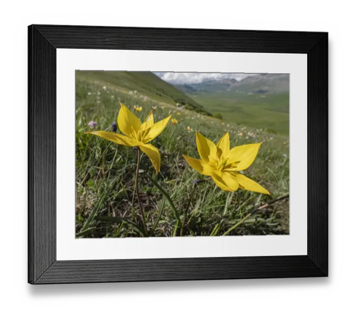 Framed Print : Yellow tulip (Tulipa australis / Tulipa sylvestris ssp australis) Grande, Sibillini Framed Print : Yellow tulip (Tulipa australis / Tulipa sylvestris ssp australis) Grande, Sibillini