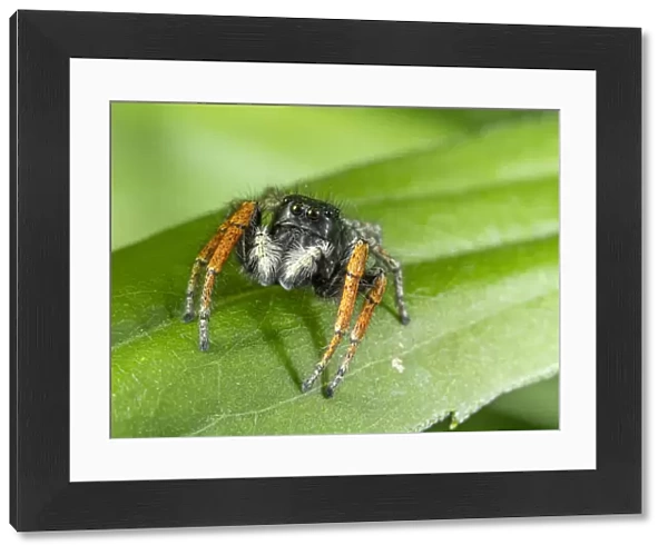 Jumping spider (Philaeus chrysops, Orvieto, Umrbria, Italy, May