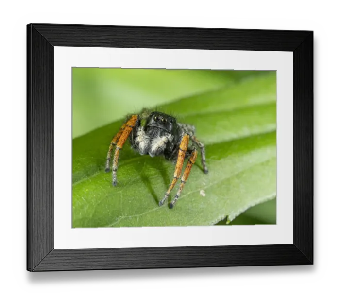 Framed Print : Jumping spider (Philaeus chrysops, Orvieto, Umrbria, Italy, May
