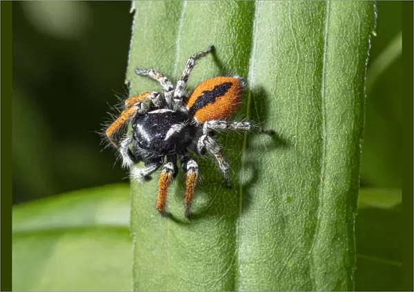 Jumping spider (Philaeus chrysops) Orvieto, Umrbia, Italy, May