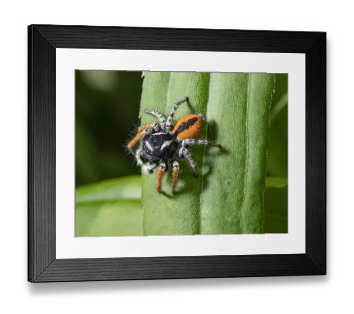 Framed Print : Jumping spider (Philaeus chrysops) Orvieto, Umrbia, Italy, May Framed Print : Jumping spider (Philaeus chrysops) Orvieto, Umrbia, Italy, May