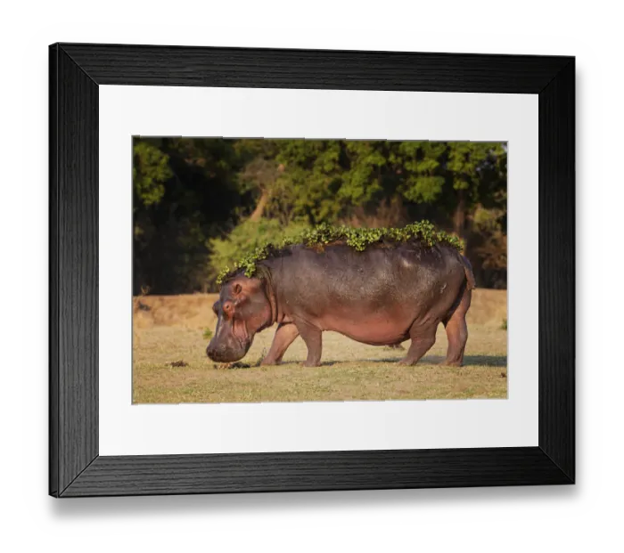 Framed Print : Hippopotamus (Hippopotamus amphibius) with water hyacinth still on back after leaving Framed Print : Hippopotamus (Hippopotamus amphibius) with water hyacinth still on back after leaving