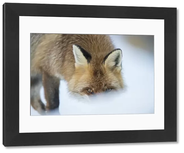 Red fox (Vulpes vulpes) head portrait in snow, Jura, Switzerland (Book cover image)