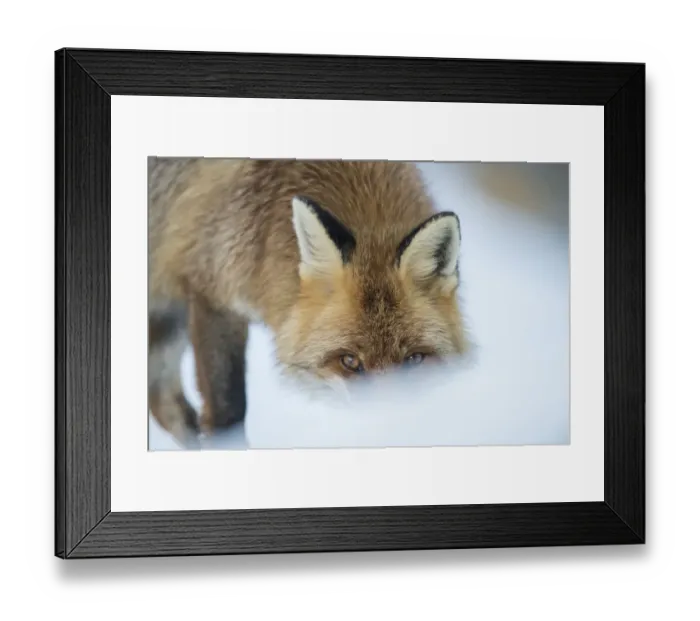 Framed Print : Red fox (Vulpes vulpes) head portrait in snow, Jura, Switzerland (Book cover image) Framed Print : Red fox (Vulpes vulpes) head portrait in snow, Jura, Switzerland (Book cover image)