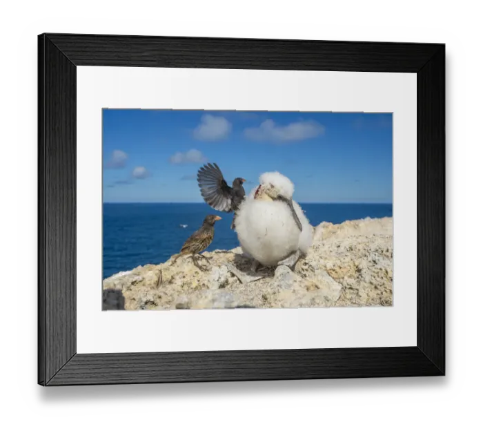 Framed Print : Vampire ground finch (Geospiza septentrionalis) attacking large chick to drink blood Framed Print : Vampire ground finch (Geospiza septentrionalis) attacking large chick to drink blood