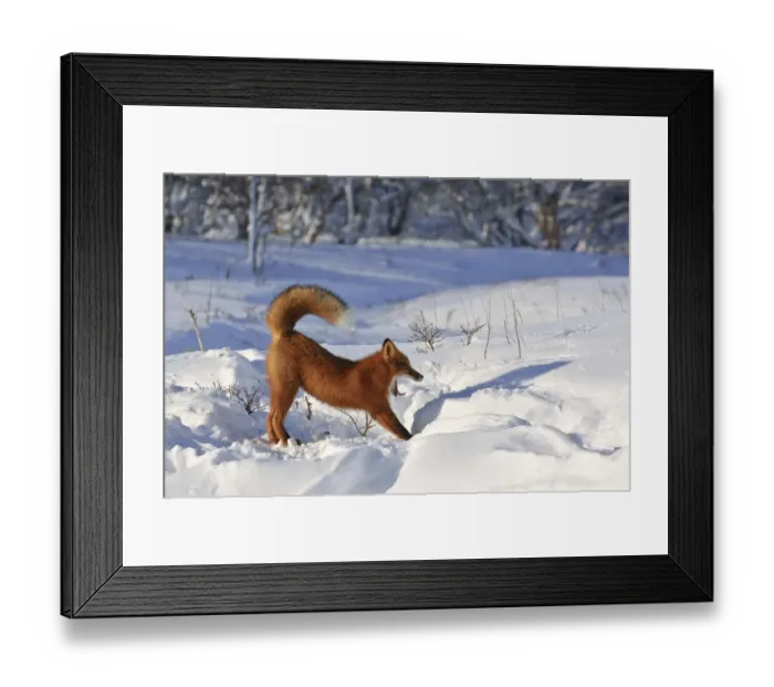 Framed Print : Red fox (Vulpes vulpes) fox waking up from sleep in den in deep snow Framed Print : Red fox (Vulpes vulpes) fox waking up from sleep in den in deep snow