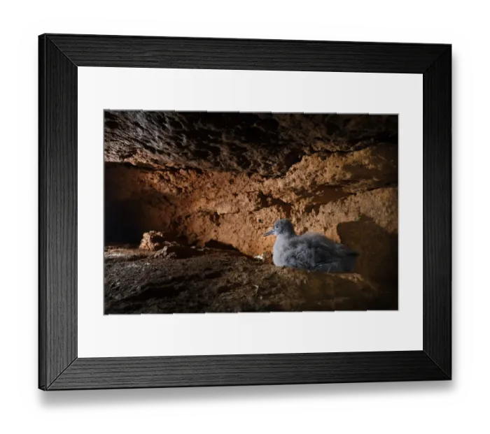 Framed Print : Balearic shearwater (Puffinus mauretanicus) chick in breeding colony inside a coastal Framed Print : Balearic shearwater (Puffinus mauretanicus) chick in breeding colony inside a coastal