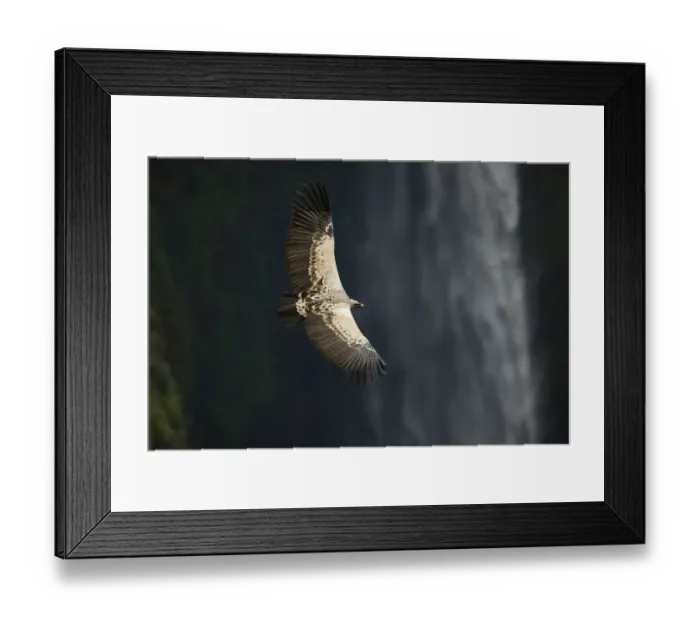 Framed Print : Ruppells griffon vulture (Gyps rueppellii) flying over Jinbar waterfall Framed Print : Ruppells griffon vulture (Gyps rueppellii) flying over Jinbar waterfall