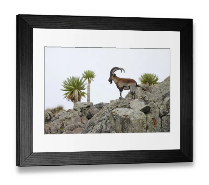 Framed Print : Walia ibex (Capra walie) male with Giant lobelia (Lobelia rhynchopetalum) at around 4 Framed Print : Walia ibex (Capra walie) male with Giant lobelia (Lobelia rhynchopetalum) at around 4