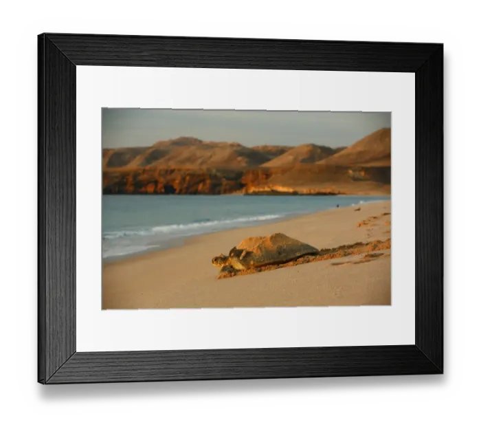 Framed Print : Green sea turtle (Chelonia mydas) heading back to sea after laying eggs on the beach Framed Print : Green sea turtle (Chelonia mydas) heading back to sea after laying eggs on the beach