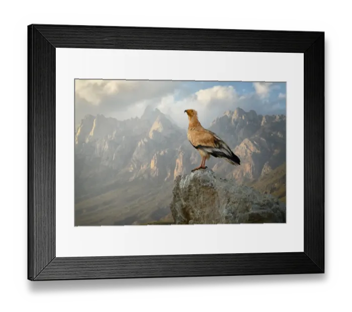 Framed Print : Egyptian vulture (Neophron percnopterus) adult with the Haggeher mountains in Framed Print : Egyptian vulture (Neophron percnopterus) adult with the Haggeher mountains in