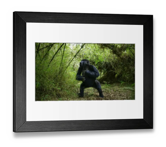 Framed Print : Mountain gorilla (Gorilla berengei), aggressive young male from Titus Group, Visoke Framed Print : Mountain gorilla (Gorilla berengei), aggressive young male from Titus Group, Visoke