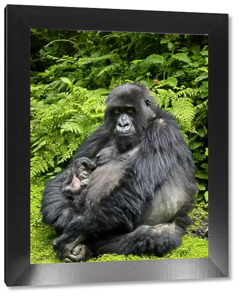 Mountain gorilla (Gorilla berengei) female holding newborn baby