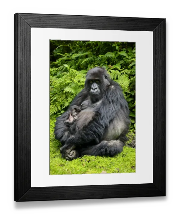 Framed Print : Mountain gorilla (Gorilla berengei) female holding newborn baby Framed Print : Mountain gorilla (Gorilla berengei) female holding newborn baby