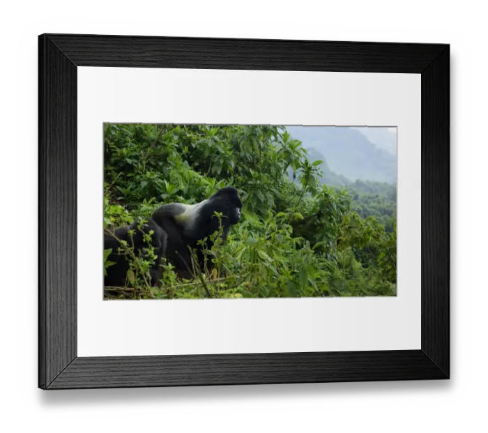 Framed Print : Mountain gorilla (Gorilla beringei beringei) male silverback from Sabyinyo group Framed Print : Mountain gorilla (Gorilla beringei beringei) male silverback from Sabyinyo group