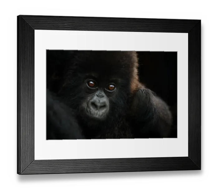Framed Print : Mountain gorilla (Gorilla beringei beringei) small infant, Sabyinyo group Framed Print : Mountain gorilla (Gorilla beringei beringei) small infant, Sabyinyo group