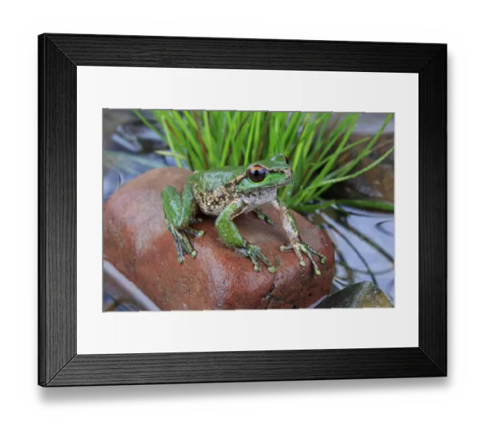 Framed Print : Spotted tree frog (Litoria spenceri) male, from Still Creek, north-eastern Victoria Framed Print : Spotted tree frog (Litoria spenceri) male, from Still Creek, north-eastern Victoria