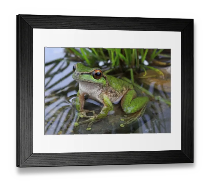 Framed Print : Spotted tree frog (Litoria spenceri) male, from Still Creek, north-eastern Victoria Framed Print : Spotted tree frog (Litoria spenceri) male, from Still Creek, north-eastern Victoria